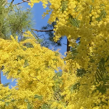 לינה וארוחת בוקר Douceur Des Pins סן-טרויאן-לה-באן