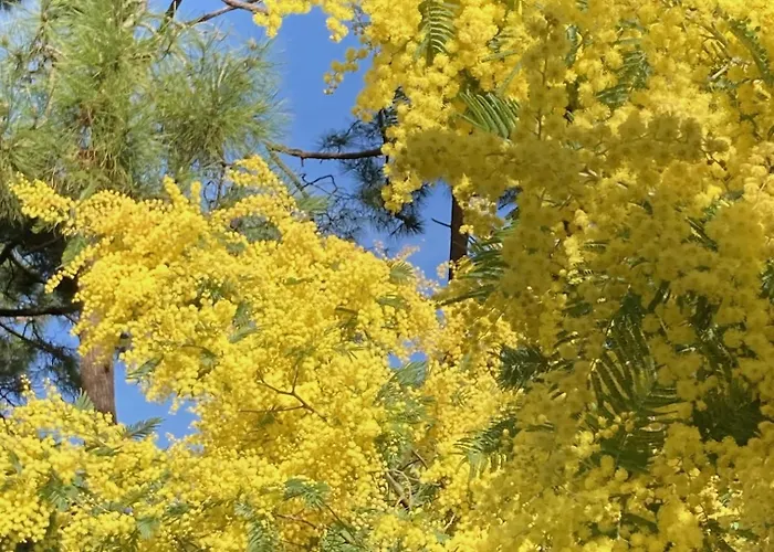 住宿加早餐酒店 Douceur Des Pins 圣特罗让莱班